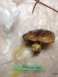 Suillus quiescens image