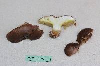 Suillus quiescens image