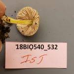 Pluteus romellii image