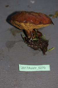 Suillus luteus image