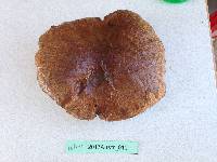 Suillus luteus image