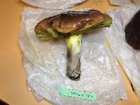 Suillus quiescens image