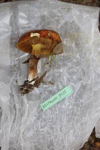 Suillus luteus image