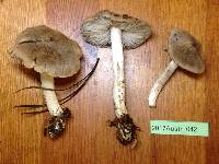 Tricholoma terreum image