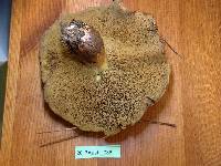 Suillus quiescens image