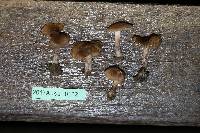 Inocybe curvipes image