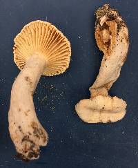 Lactarius subplinthogalus image