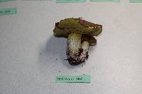 Suillus collinitus image