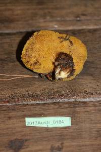 Suillus luteus image