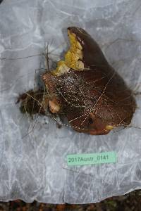 Suillus quiescens image