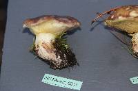 Suillus quiescens image