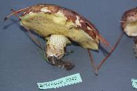 Suillus luteus image