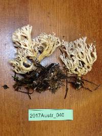 Clavulina rugosa image