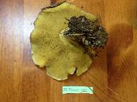 Suillus quiescens image