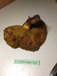 Suillus collinitus image