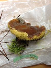 Suillus quiescens image