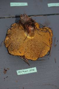 Suillus quiescens image