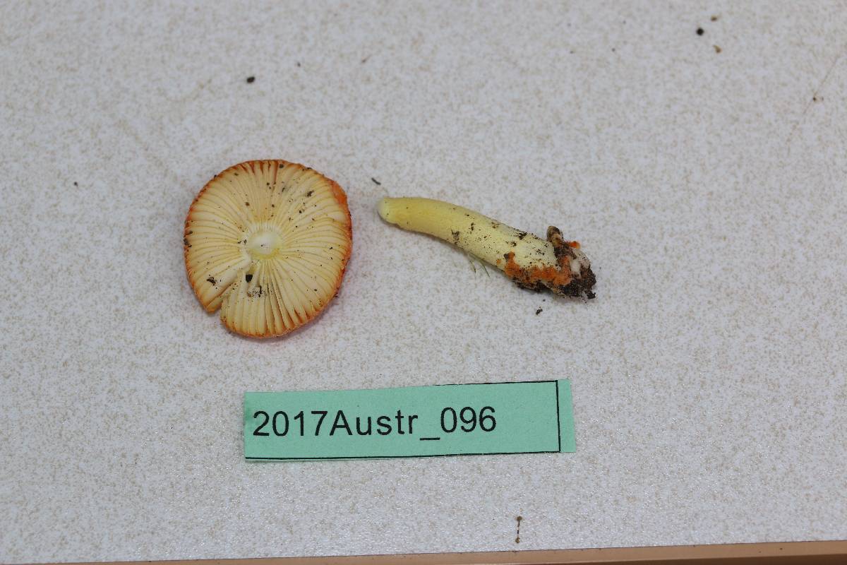 Amanita erythrocephala image