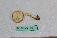 Amanita erythrocephala image
