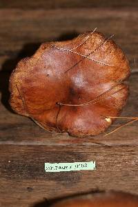 Suillus luteus image