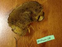 Suillus quiescens image