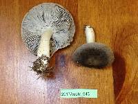 Tricholoma terreum image