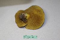 Suillus collinitus image