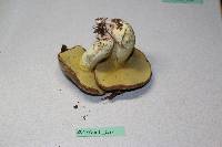 Suillus collinitus image