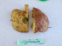 Suillus luteus image