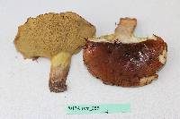 Suillus quiescens image