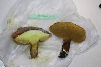 Suillus luteus image