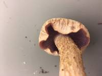 Laccaria ochropurpurea image