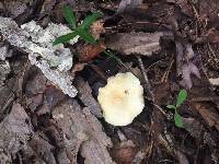 Lactarius maculatipes image