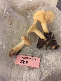 Lactarius maculatipes image