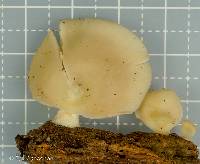 Crepidotus nyssicola image