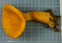 Hygrophoropsis aurantiaca image