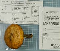 Suillus cothurnatus image