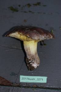 Suillus quiescens image