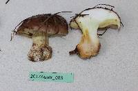 Suillus quiescens image