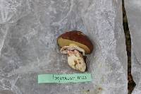 Suillus luteus image