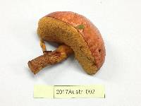 Suillus luteus image