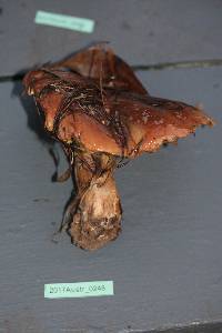 Suillus quiescens image