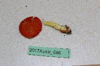 Amanita erythrocephala image