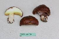 Suillus luteus image