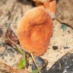 Lactarius hygrophoroides image