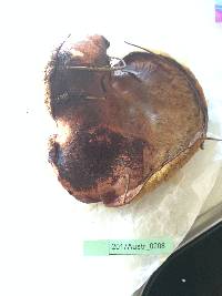 Suillus collinitus image