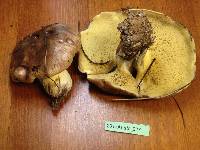 Suillus quiescens image