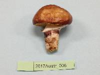 Suillus luteus image