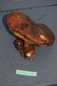 Suillus quiescens image