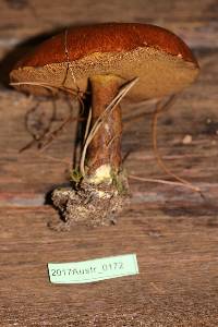 Suillus luteus image